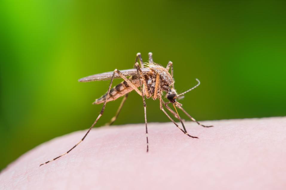 Mosquito Bite