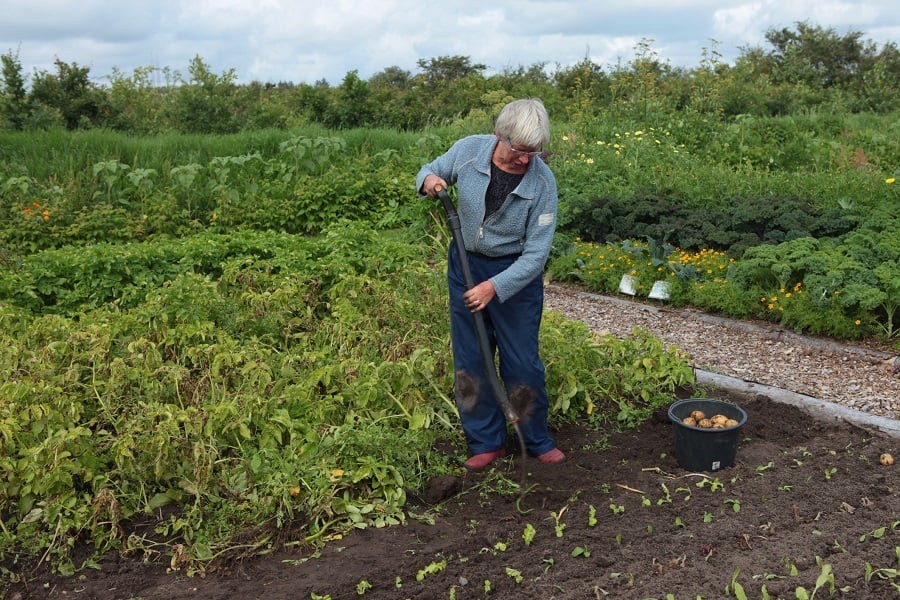 Senior woman digging in a large garden Senior woman digging in a large garden