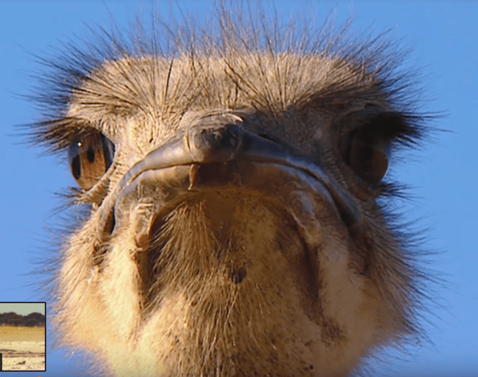 Ostrich
