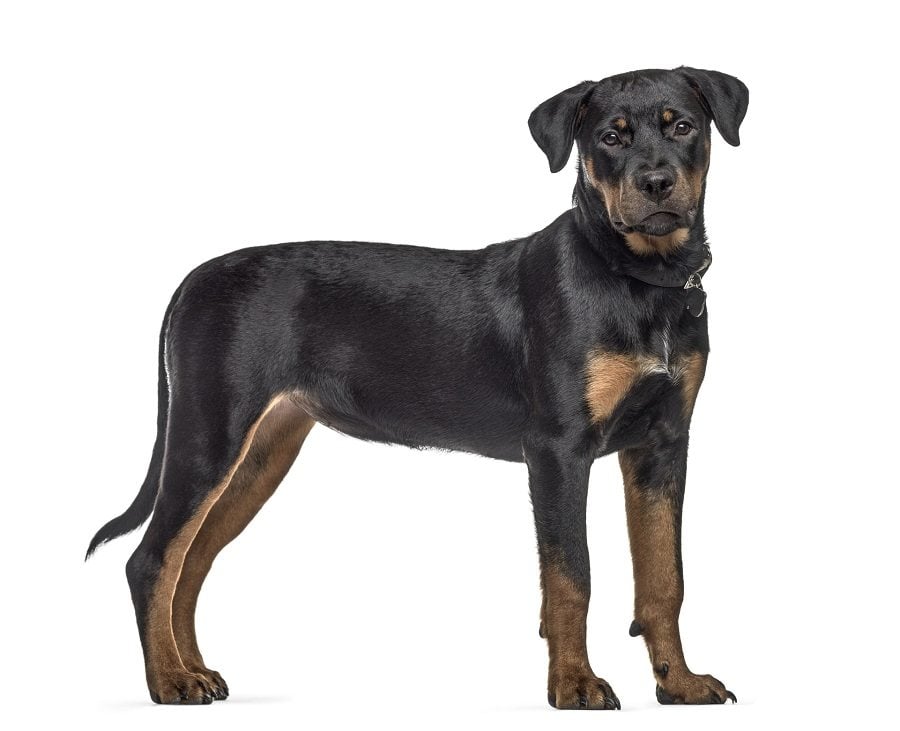 Rottweiler dog Rottweiler dog