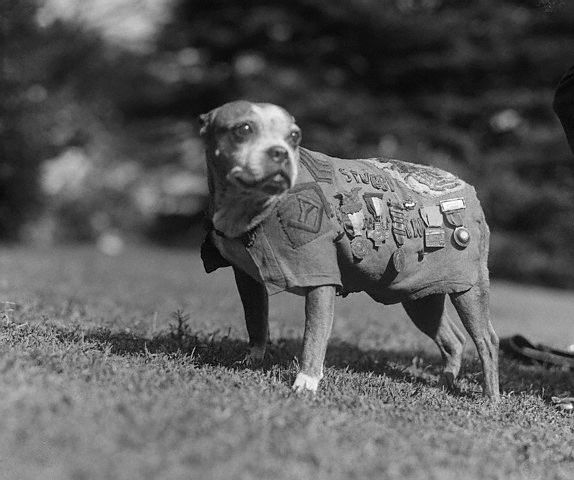 Sergeant Stubby Dog Wearing Military Medals