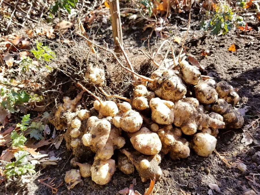 sunchoke sunchoke