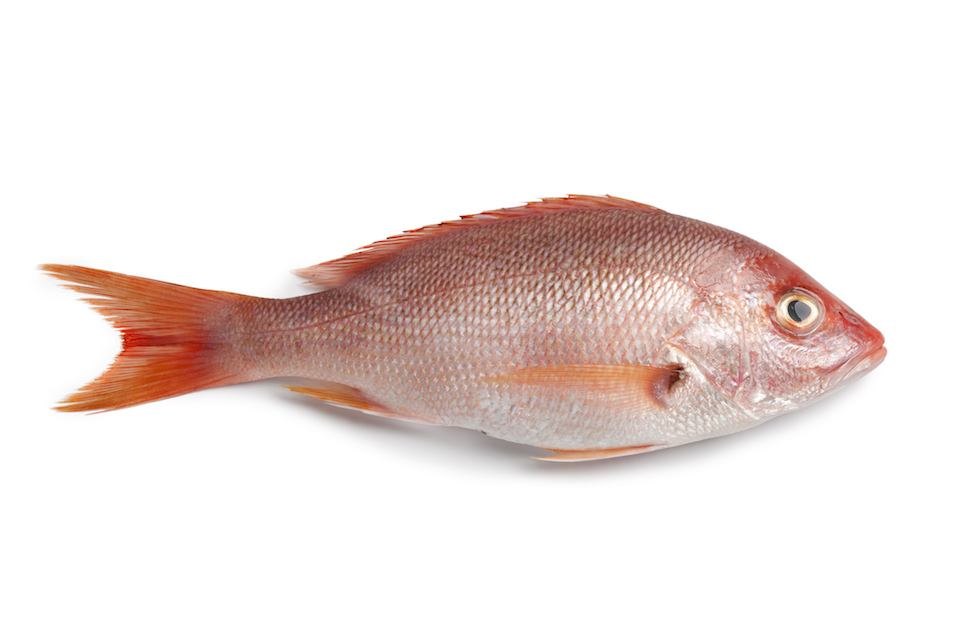 fresh red snapper