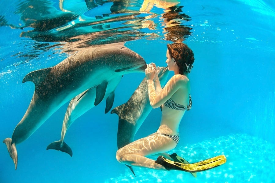 swiming with dolphins