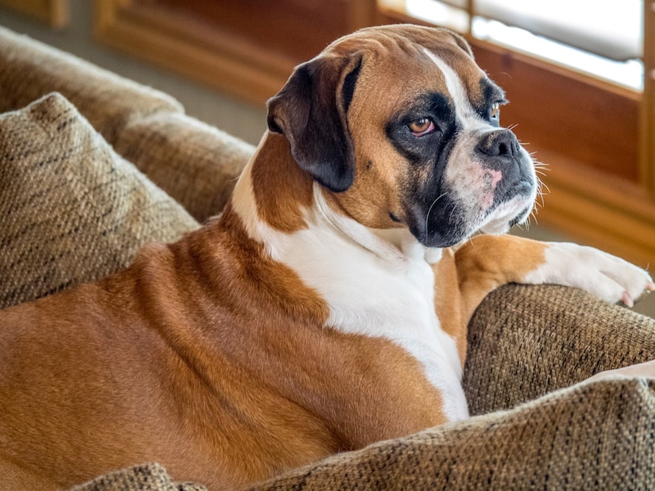 Close up of a young female pedigree boxer dog indoors