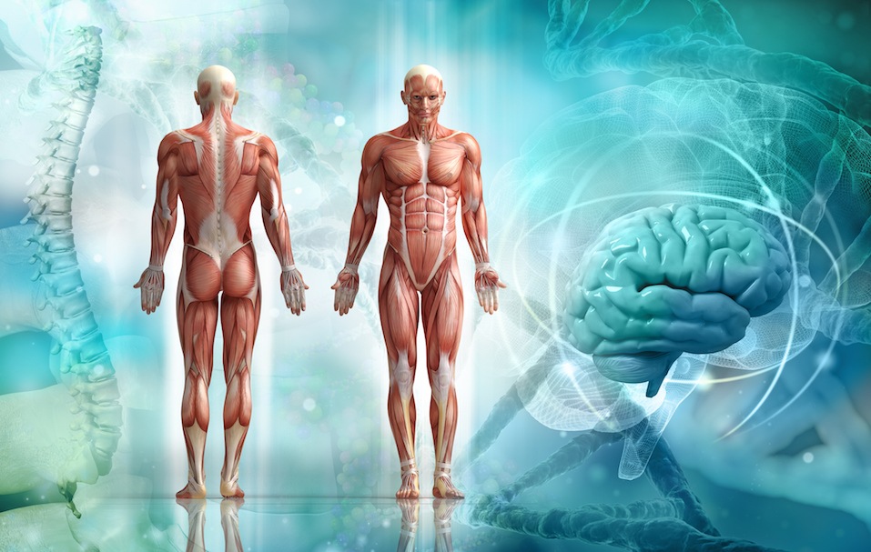 human body