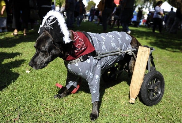 Leo, a parapalegic boxer-Labrador mix, is dressed as a pirate with a peg leg.