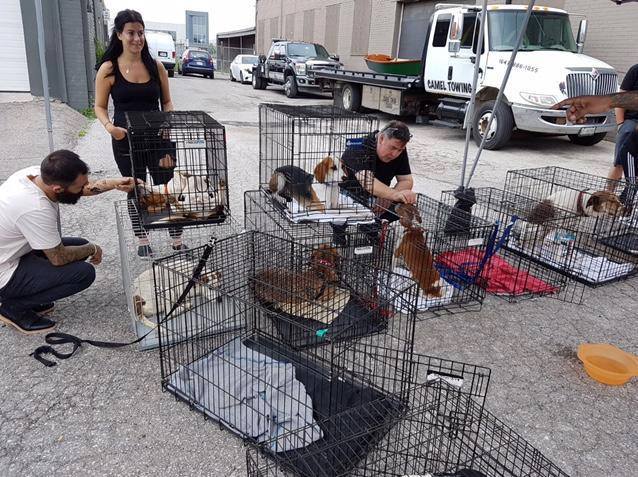 A dog's dream rescue adoption