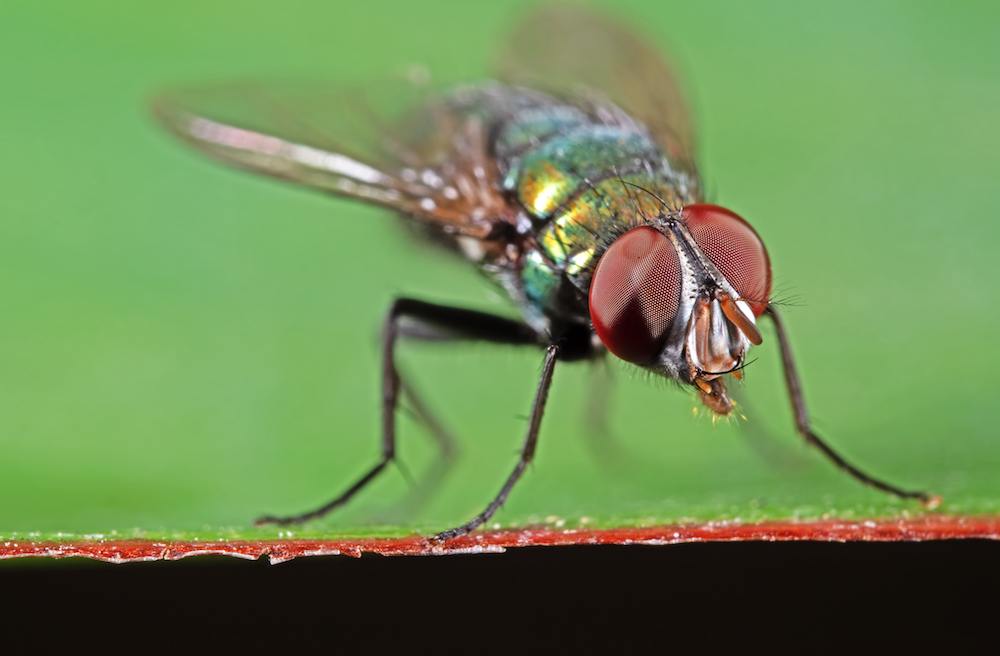 Blow fly