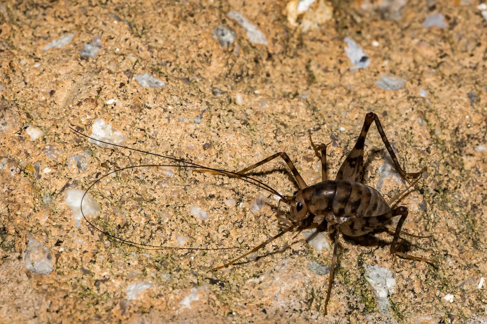 Camel cricket