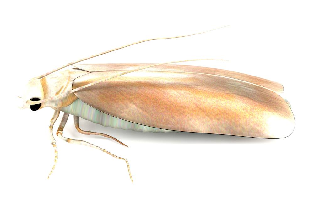 Clothes moth (Tineola bisselliella) with closed wings