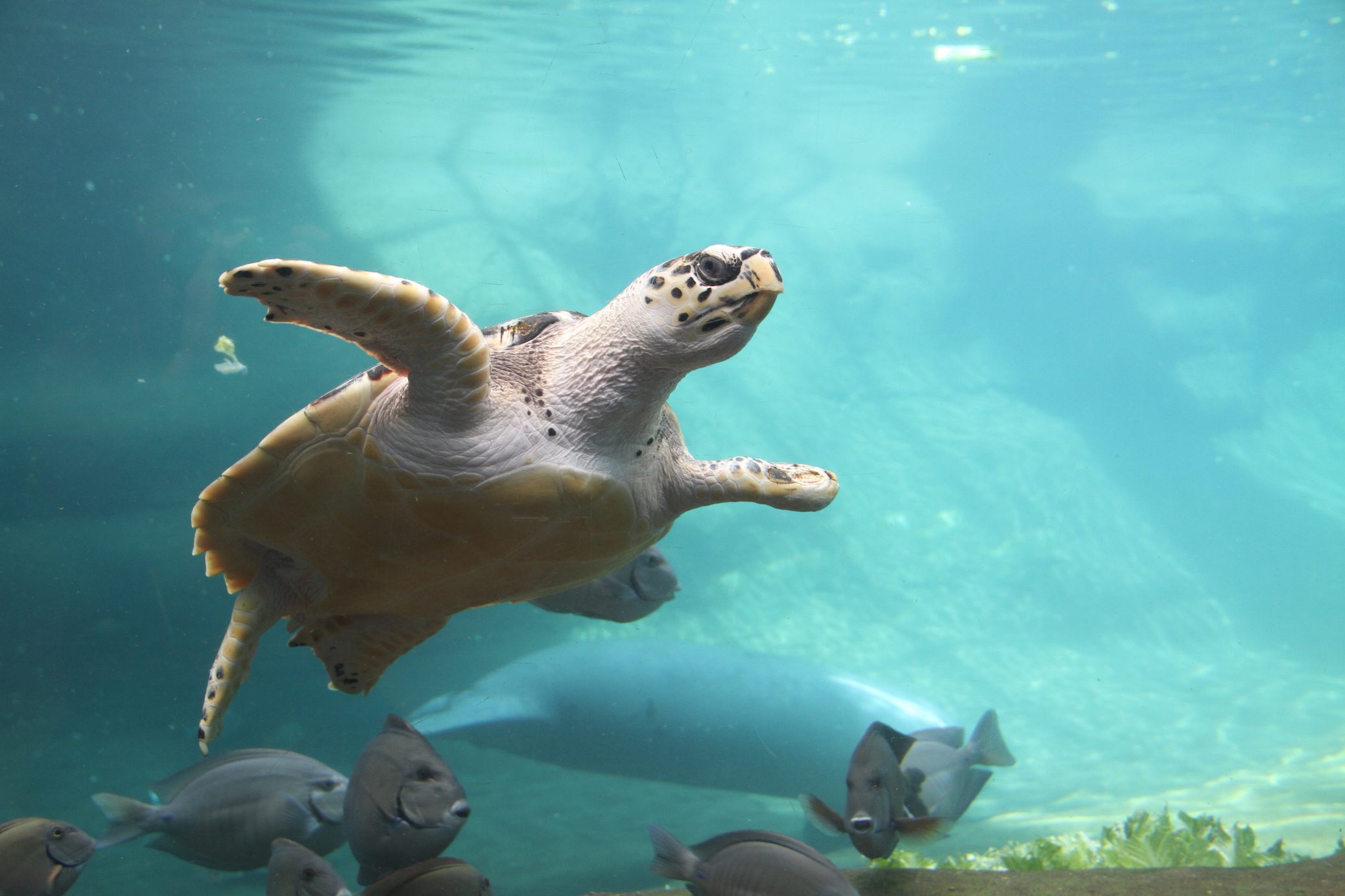 Turtle at Columbus Zoo and Aquarium