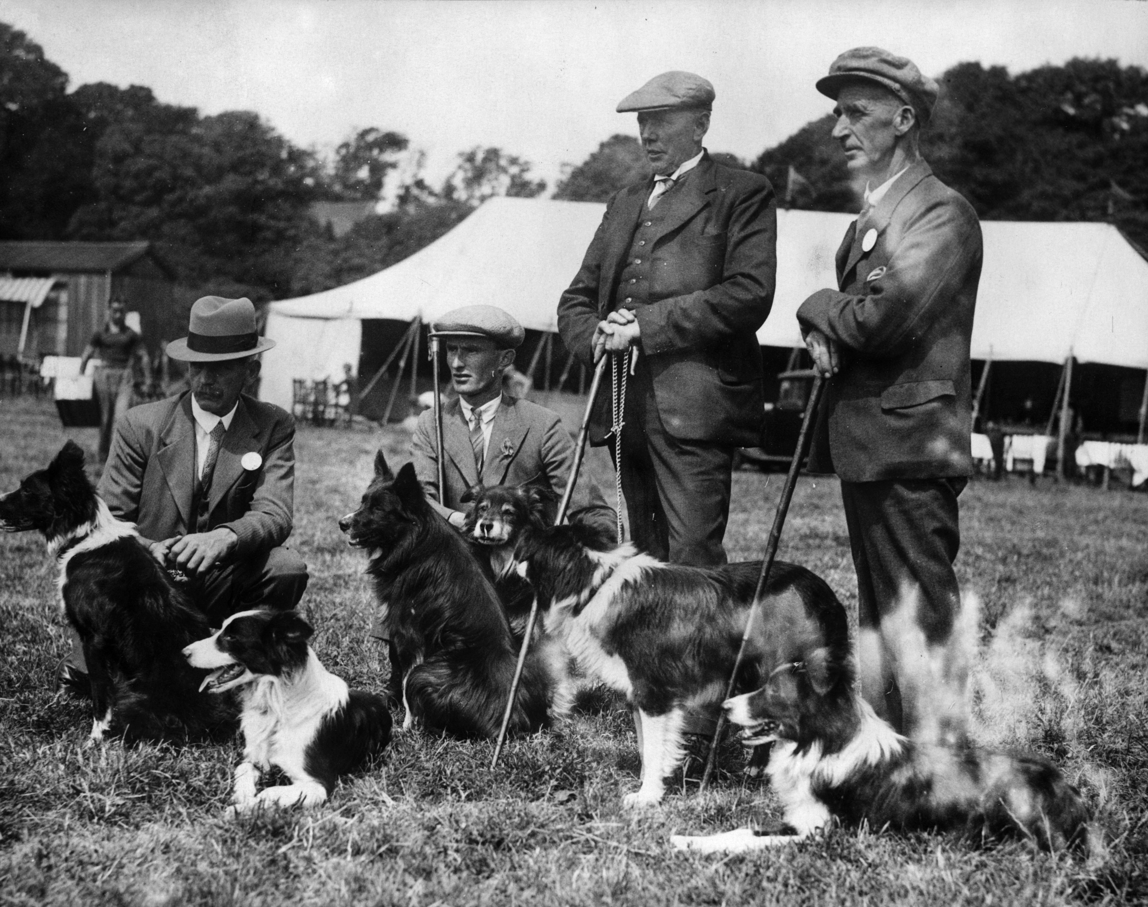 Shepherds with sheepdogs