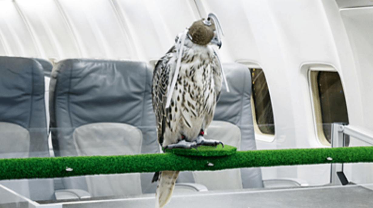 Falcon master