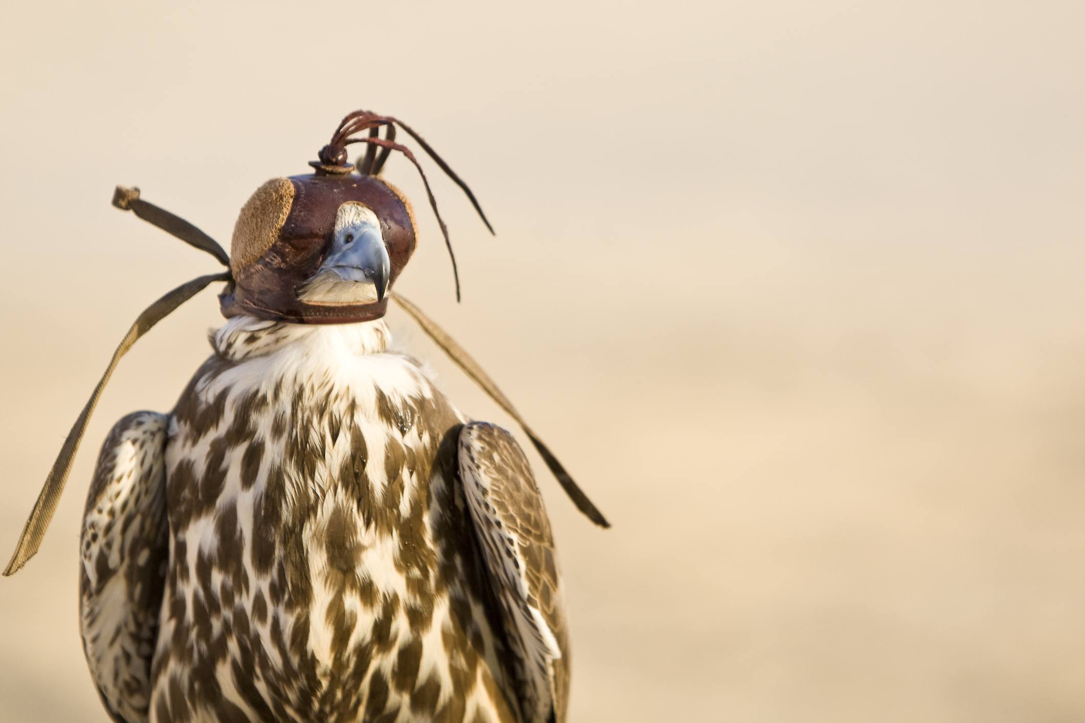 Hooded Falcon In The Desert of Arabia