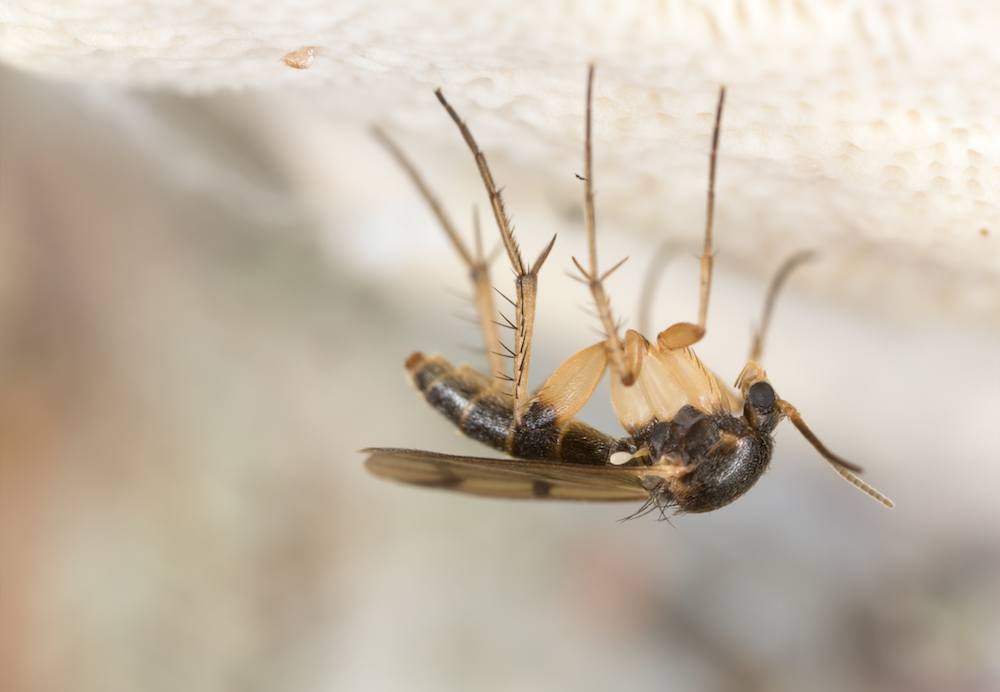 Fungus gnat, Mycetophilidae fly
