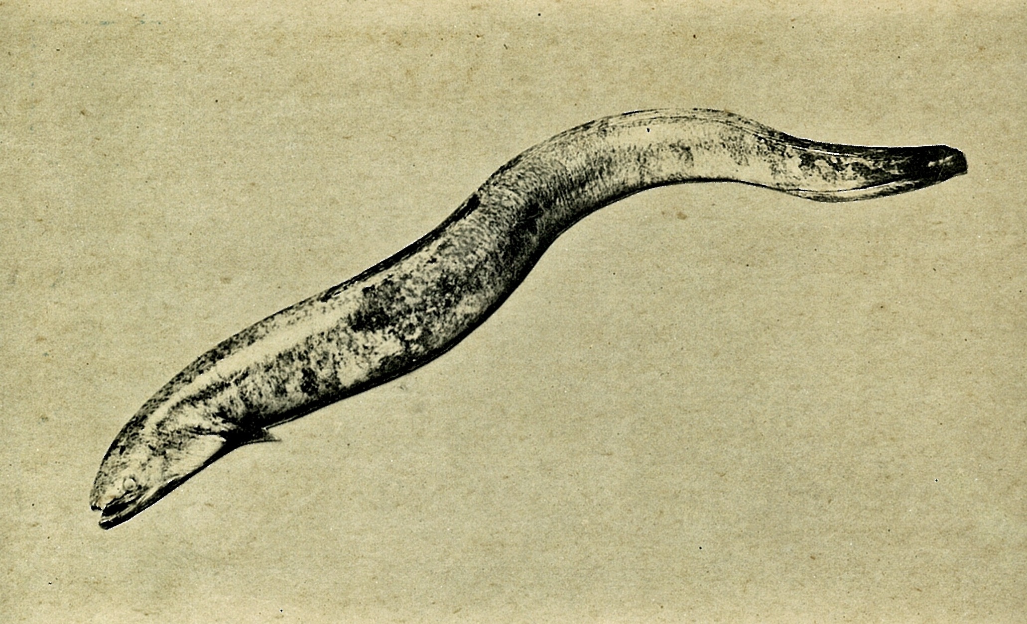 Giant Eel