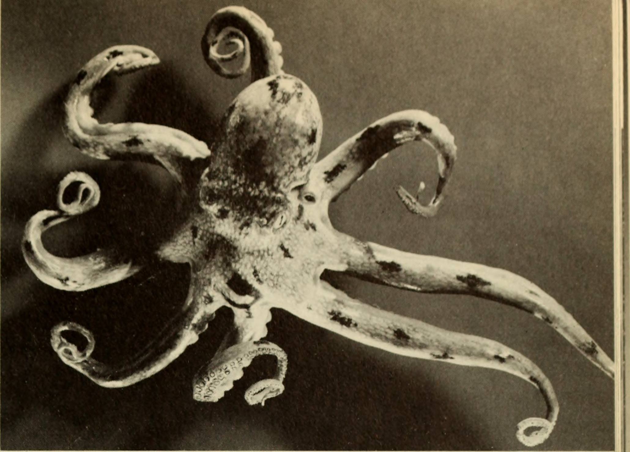 Giant Octopus