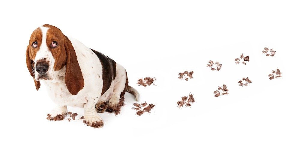 Guilty Dog With Muddy Paws