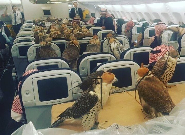 Hawks reddit airplane