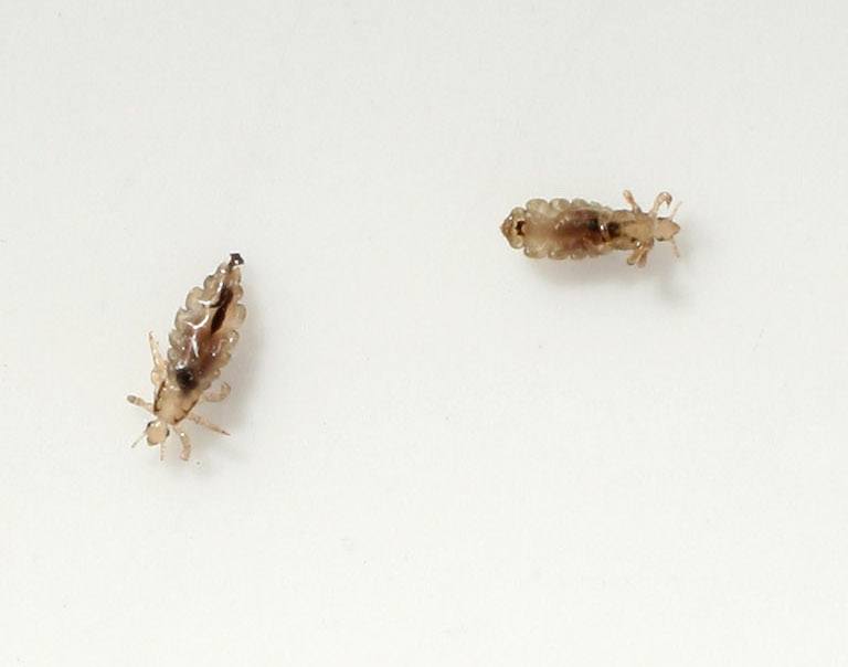 Head lice crawl on a piece of paper.