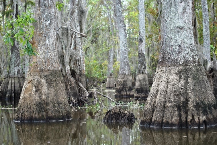 Honey Island Swamp