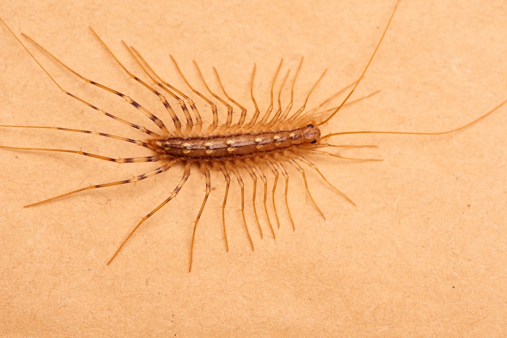 House centipede