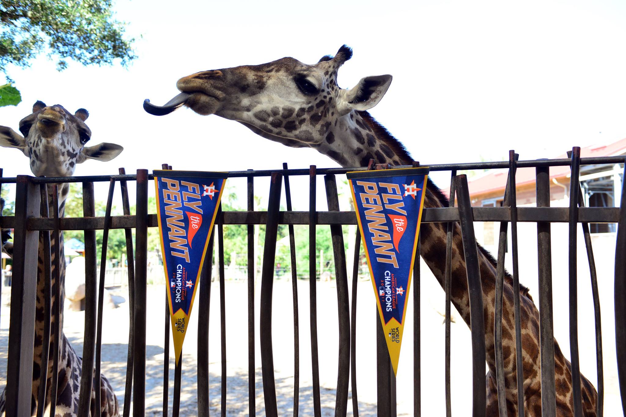 Houston zoo giraffe