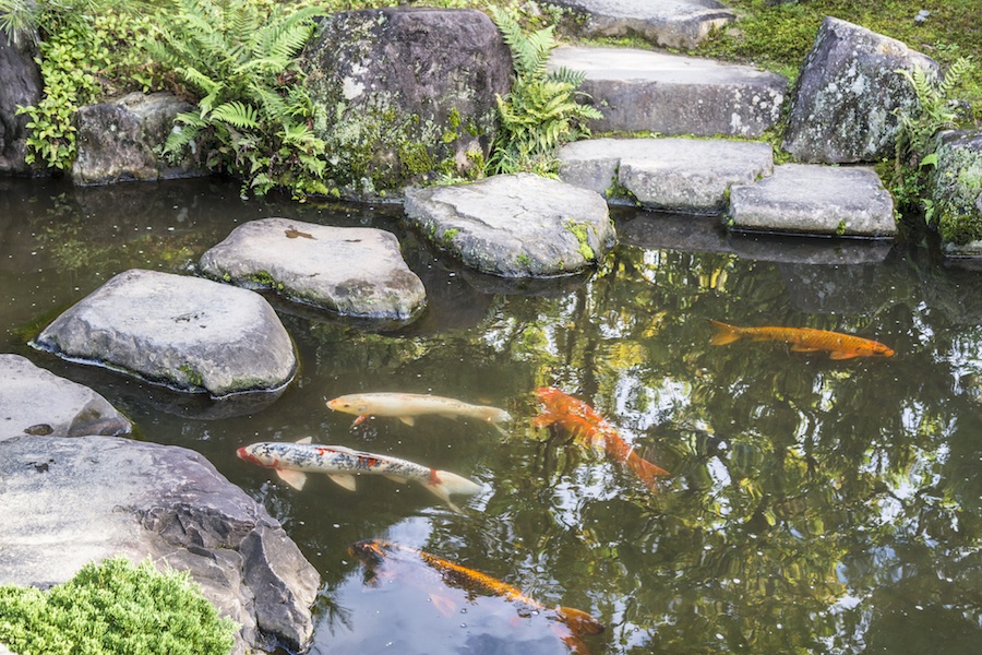 Colored koi carp in the national Japanese park. Himeji, Japan
