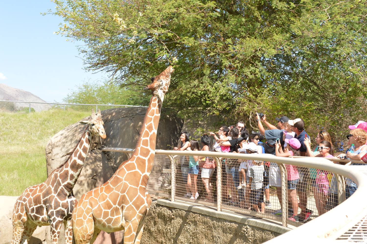 Living Desert zoo