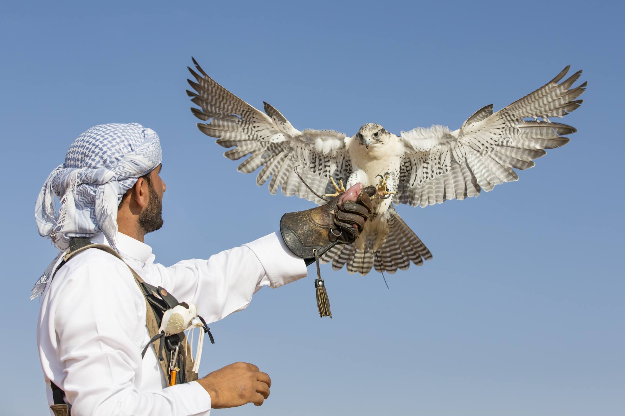 Falconer is training Peregrine Falcon in a desert near Dubai