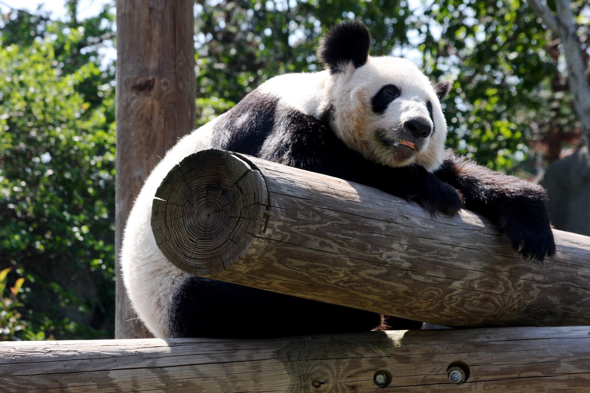 Memphis zoo panda