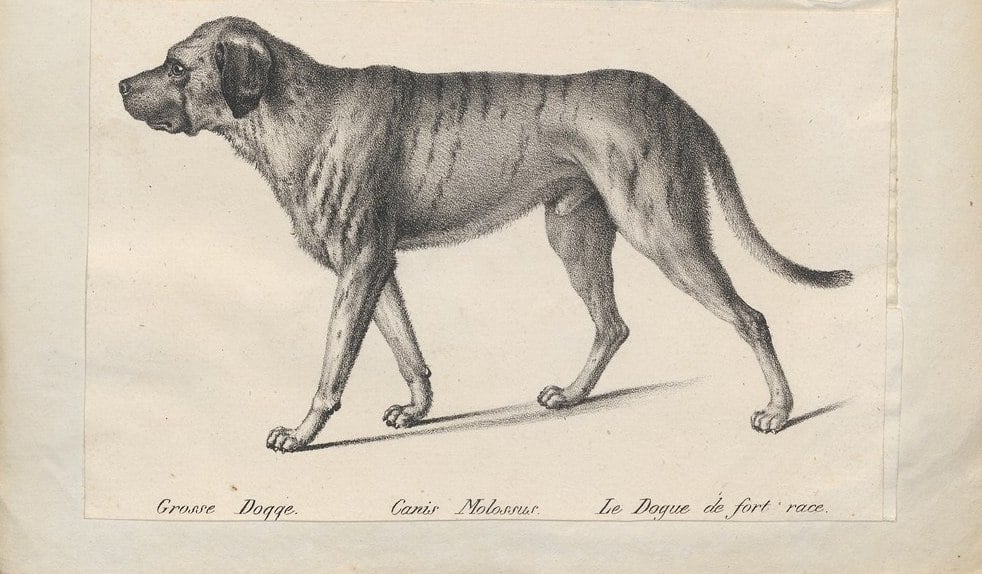 Molossus