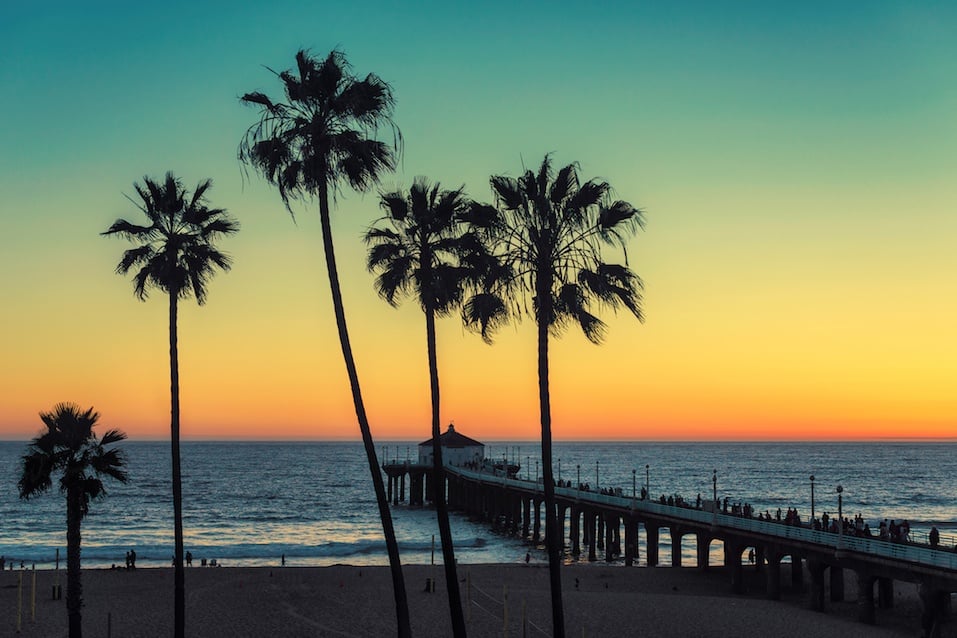 Palm trees at Manhattan Beach