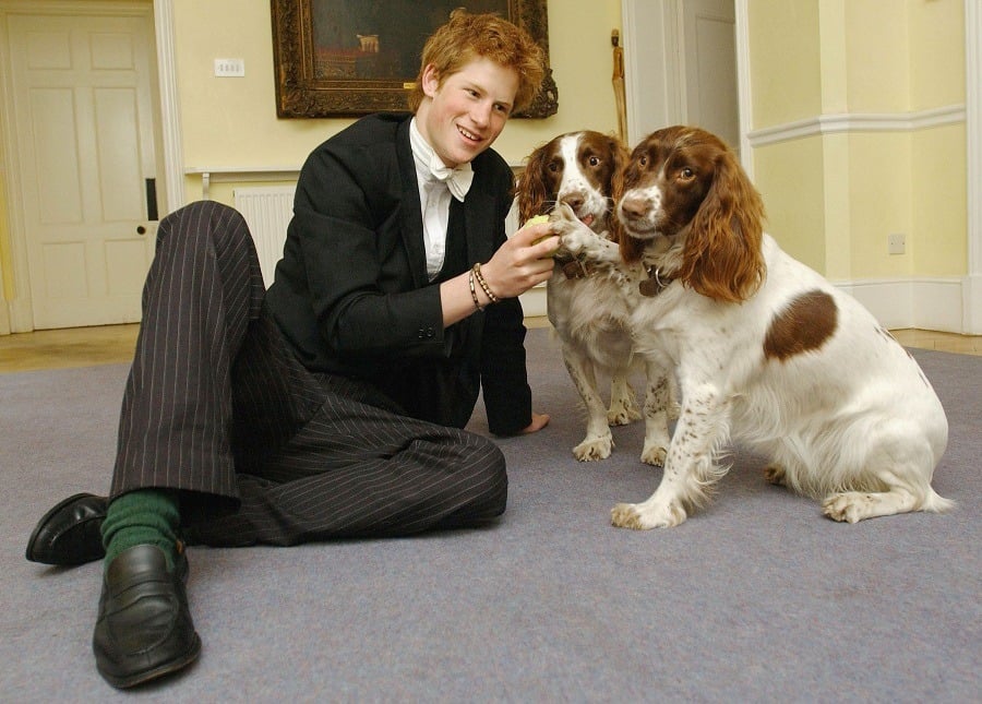 Prince Harry plays with Rosie and Jenny, the dogs owned by Andrew Gailey - the housemaster of the Manor House Prince Harry plays with Rosie and Jenny, the dogs owned by Andrew Gailey - the housemaster of the Manor House