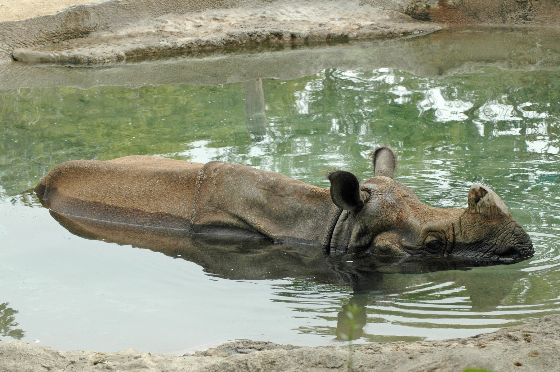 Bathing Rhino at the Cincinnati Zoo