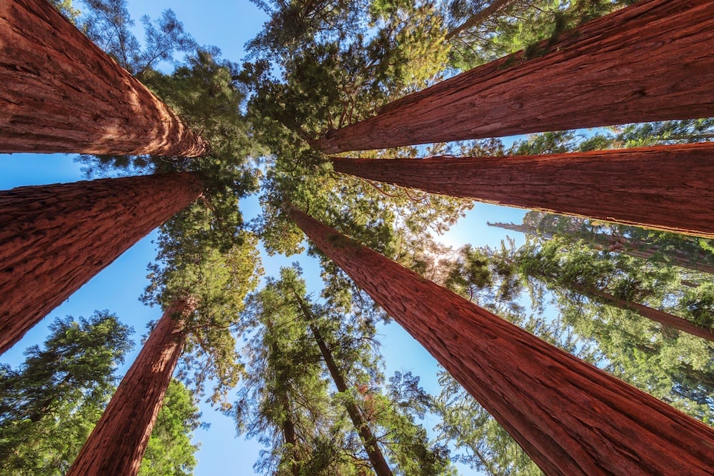 Giant Sequoias trees at sunset.