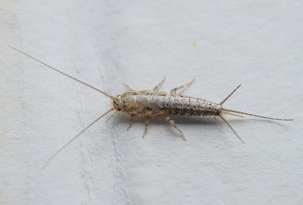 Silverfish feeding on paper