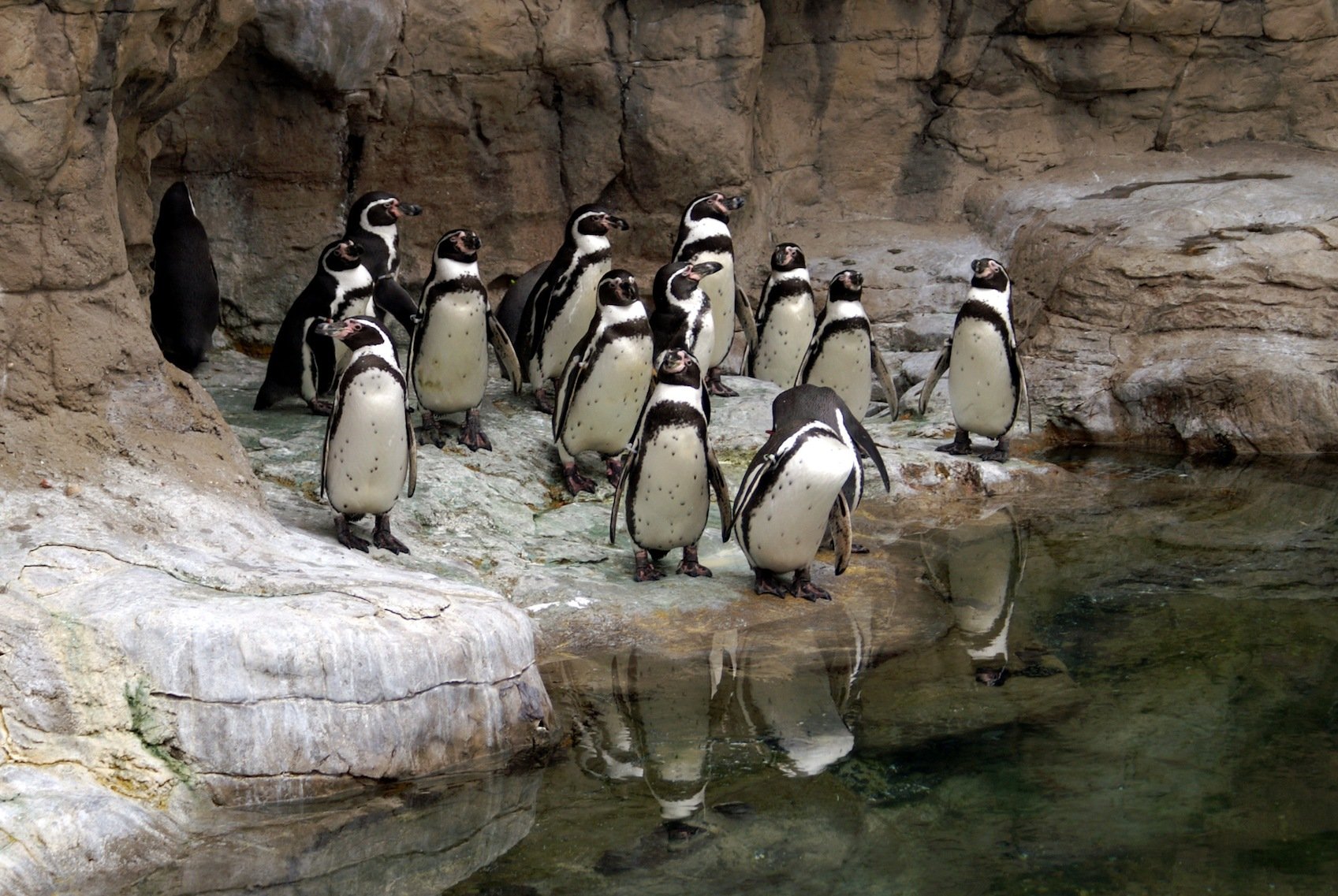 Group of Penguins at the St. Louis Zoo