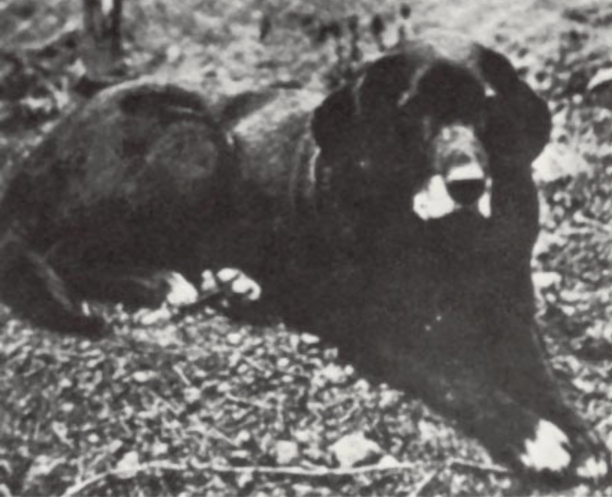 St. Johns dog