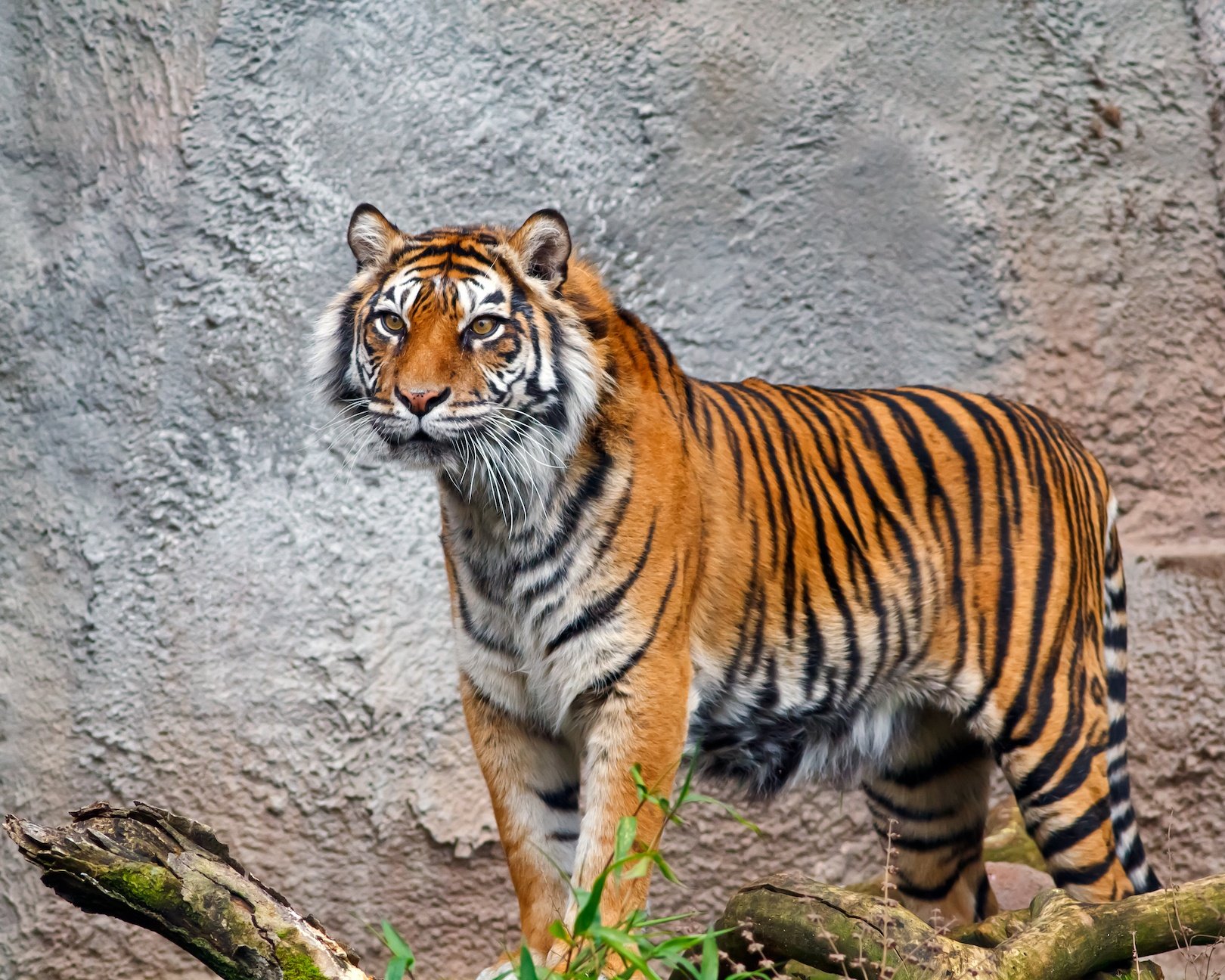 Sumatran Tiger at the Woodland Park Zoo