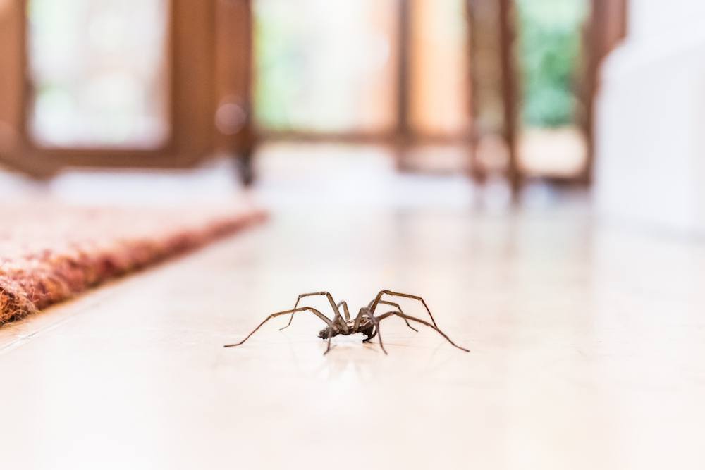 common house spider on a smooth tile floor
