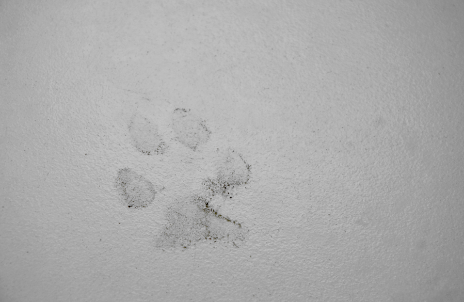 dog footprint on the floor