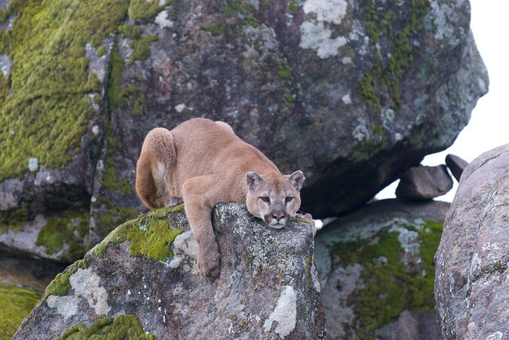 León de montaña