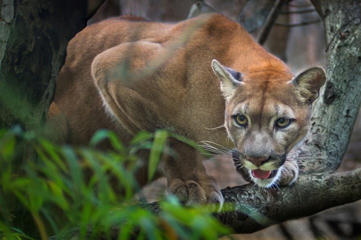 Mountain lion