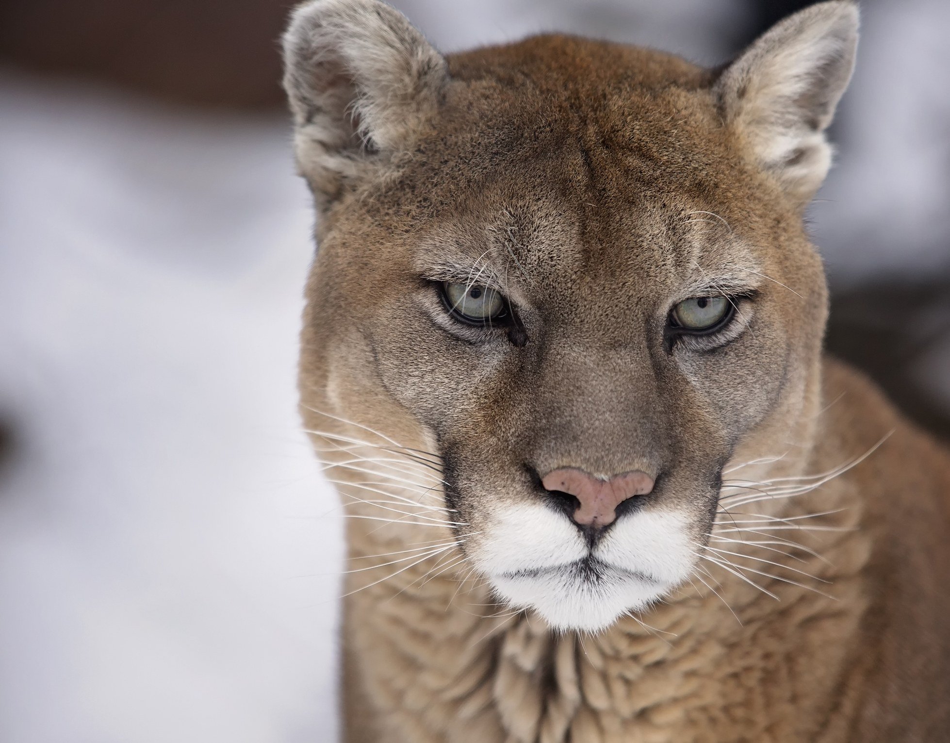 Le lion des montagnes