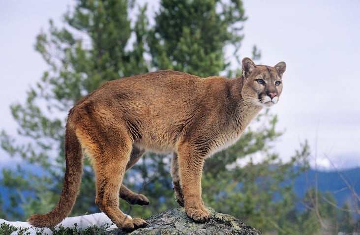 León de montaña 