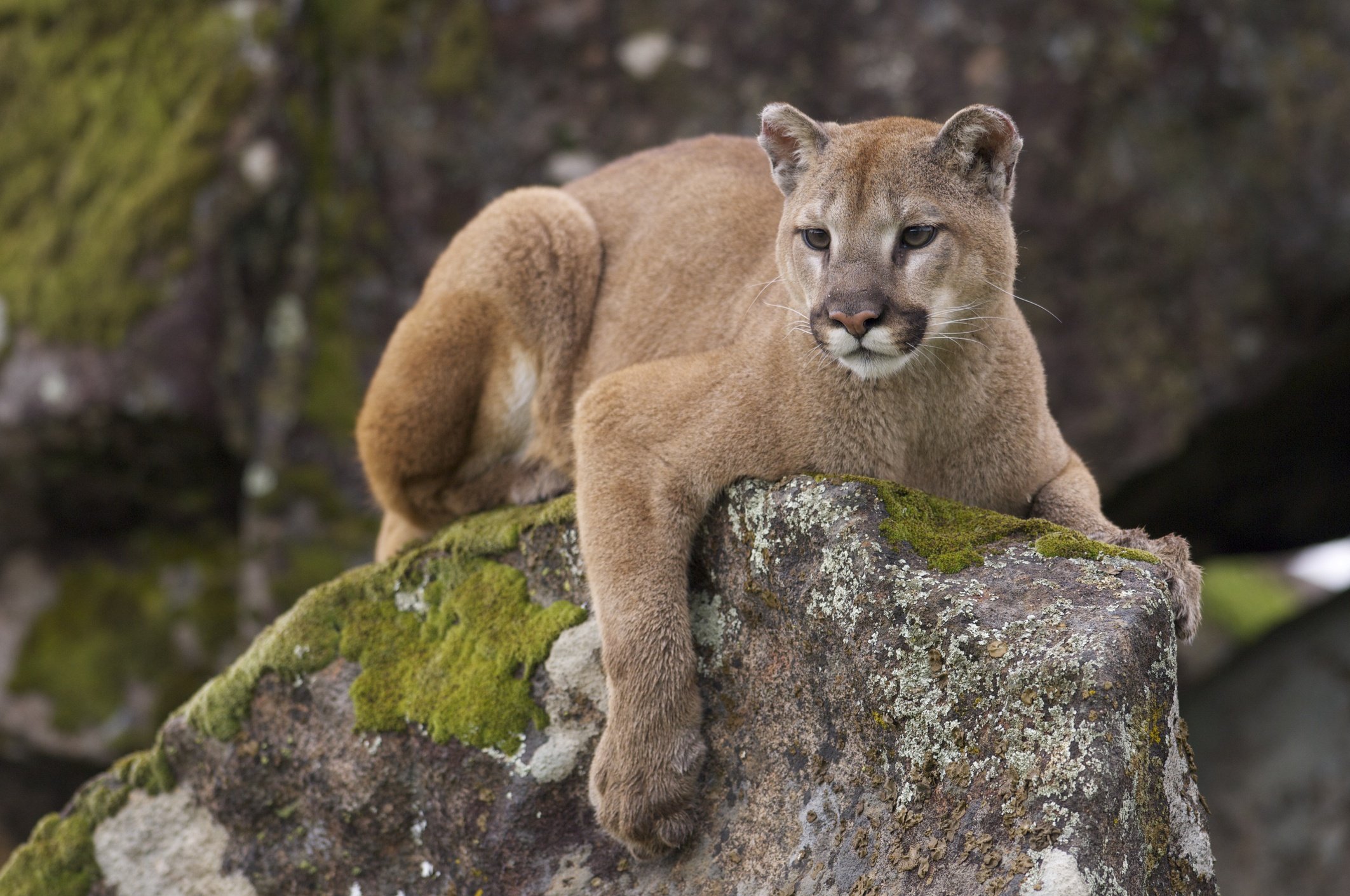 Lion des montagnes 