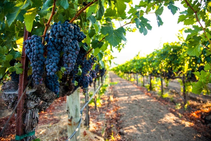 A grape cluster in Napa Valley