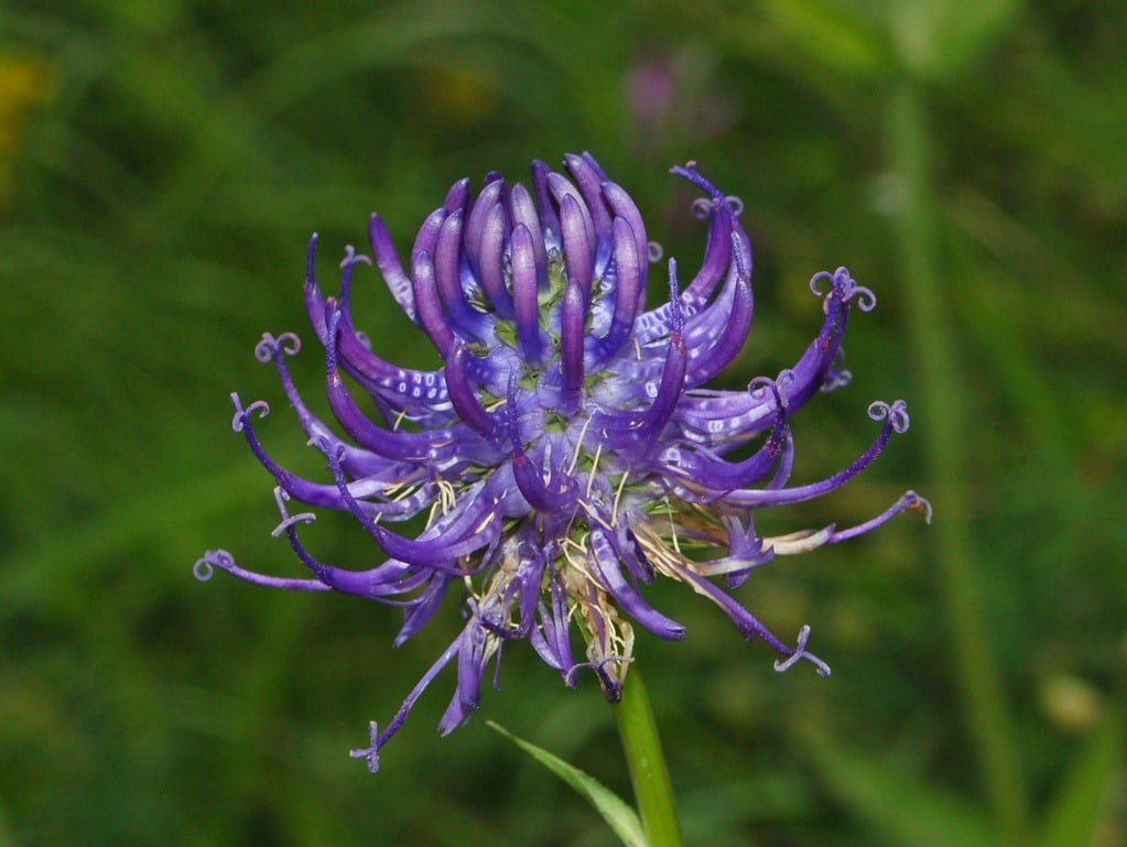 Rampion flower